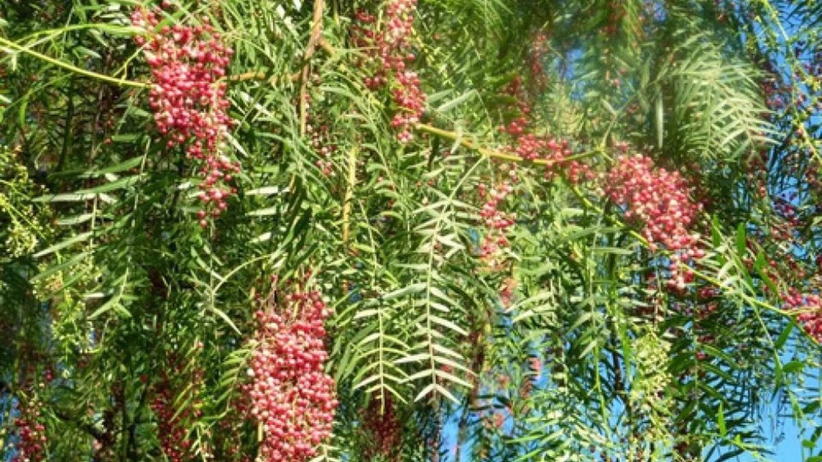 El aguariguay cuenta con aceites esenciales que permiten repeler a los mosquitos que transmiten el dengue El aguariguay cuenta con aceites esenciales que permiten repeler a los mosquitos que transmiten el dengue