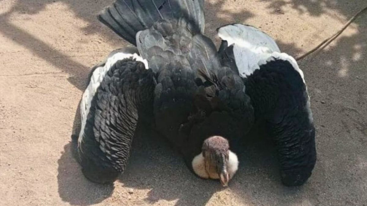 Evalúan si el cóndor andino rescatado en una casa de Tunuyán sufrió intoxicación por plomo