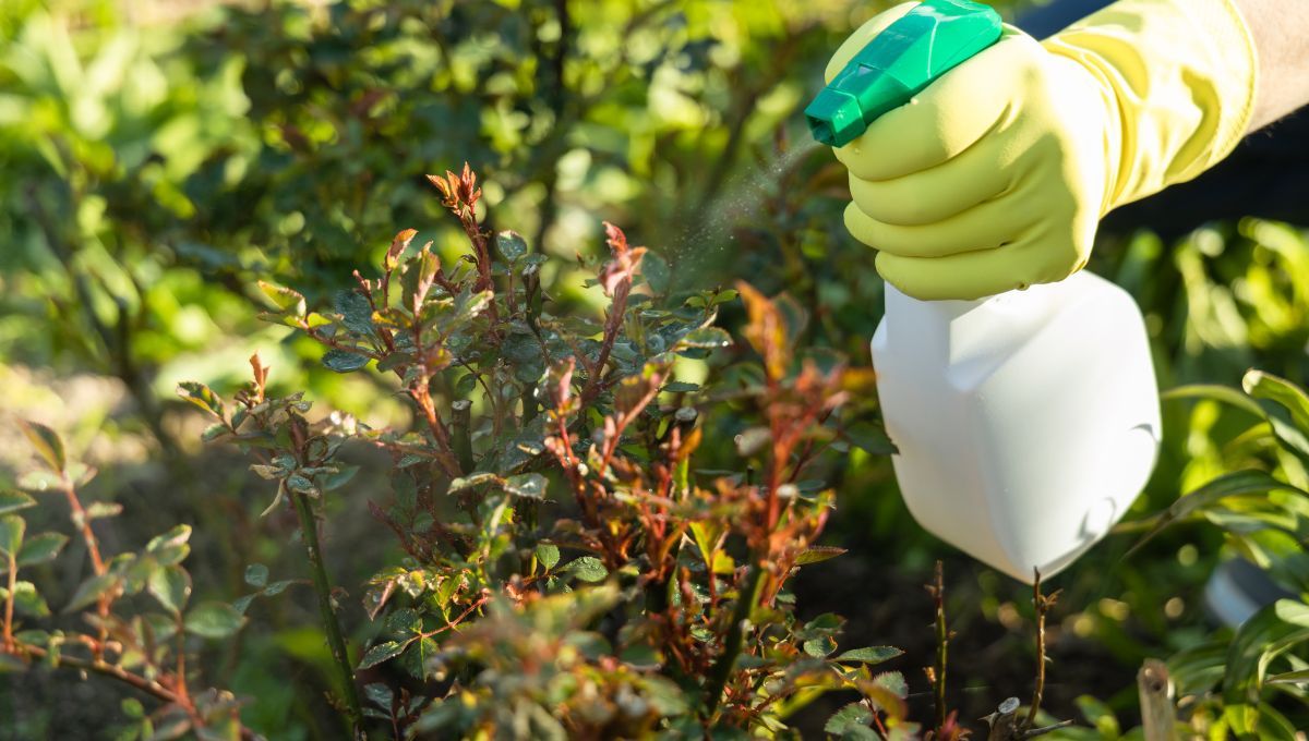 El insecticida casero que se hace con un ingrediente que seguro tiras