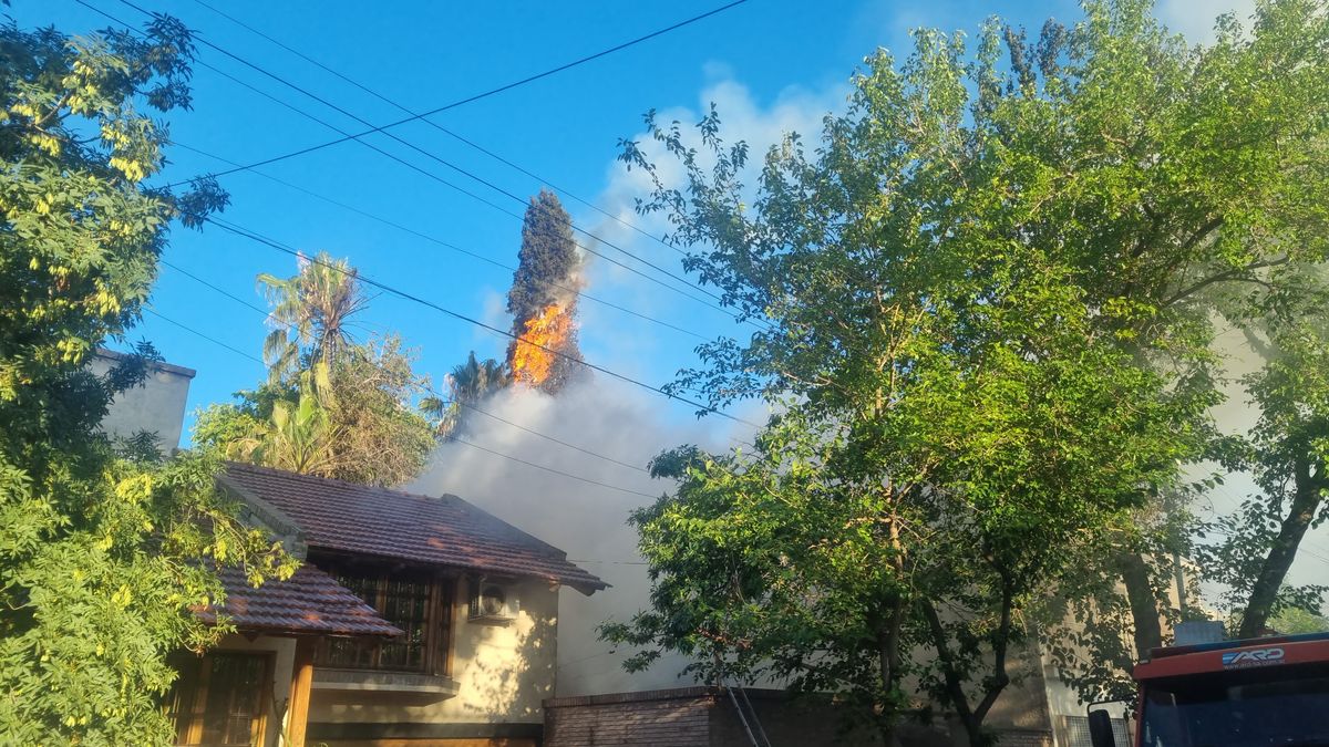 Las llamas alcanzaron los árboles de la zona. Las llamas alcanzaron los árboles de la zona.