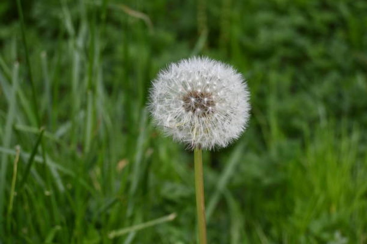 Esta planta medicinal tiene propiedades nobles que benefician a la salud. Esta planta medicinal tiene propiedades nobles que benefician a la salud.