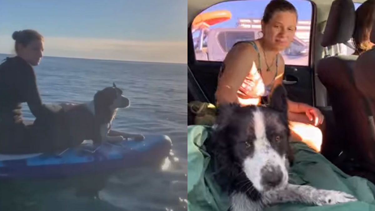 Milagro en el mar: rescataron a un perro que llevaba cuatro días perdido y estaba a punto de ahogarse