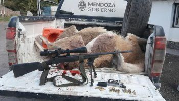 Dos cazadores furtivos mataron a una pareja de guanacos en Uspallata