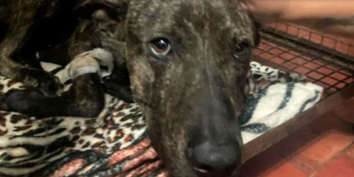 Maltrato animal. "Guerrero" fue baleado por un irresponsable que ahora deberá pagar 100 mil pesos.