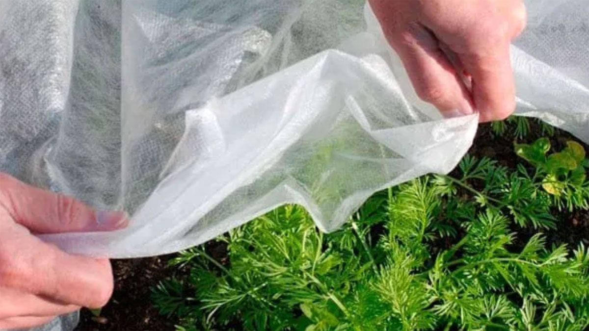 Cuáles son las plantas que no sobreviven a las primeras heladas y hay que protegerlas cubriéndolas