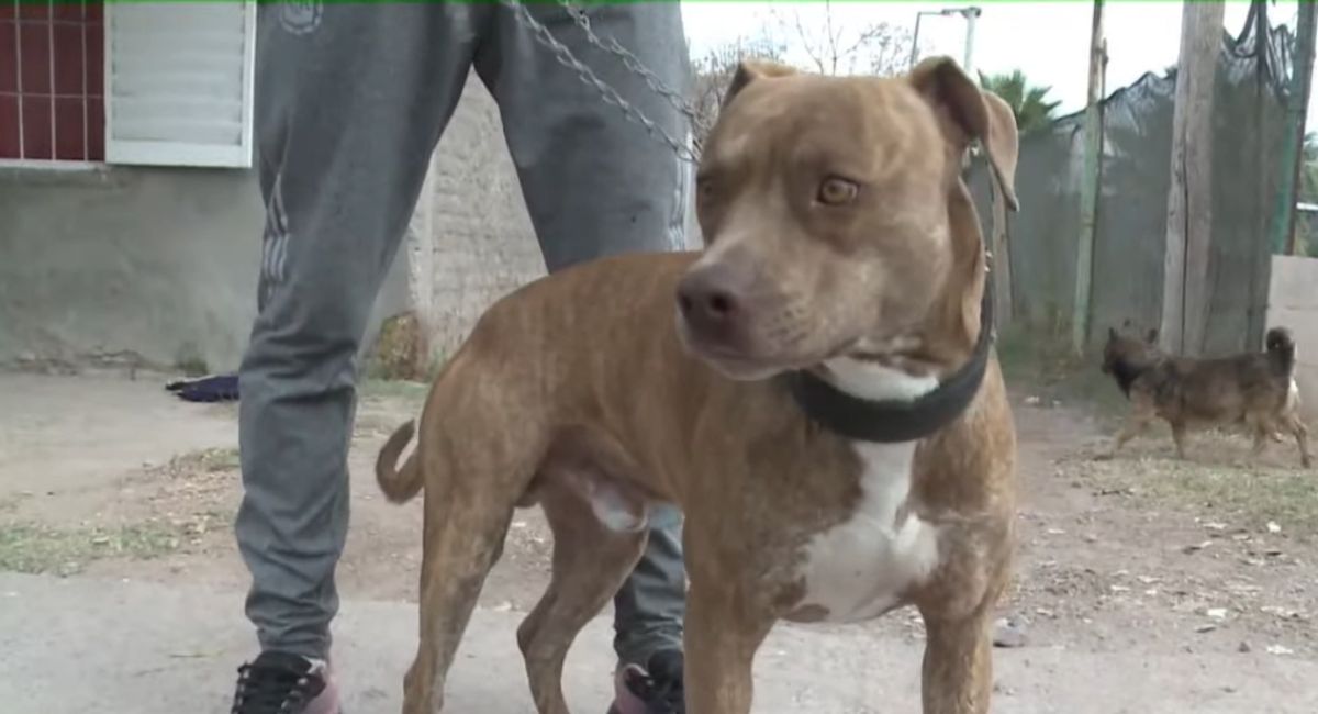 Ataque de perros. Este fue el can que se escapó de sus dueños y mordió a un nene de 9 años en Las Heras.