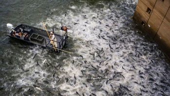 Estados Unidos electrocuta los ríos para protegerse de la carpa asiática: los peces símbolo de China Estados Unidos electrocuta los ríos para protegerse de la carpa asiática: los peces símbolo de China