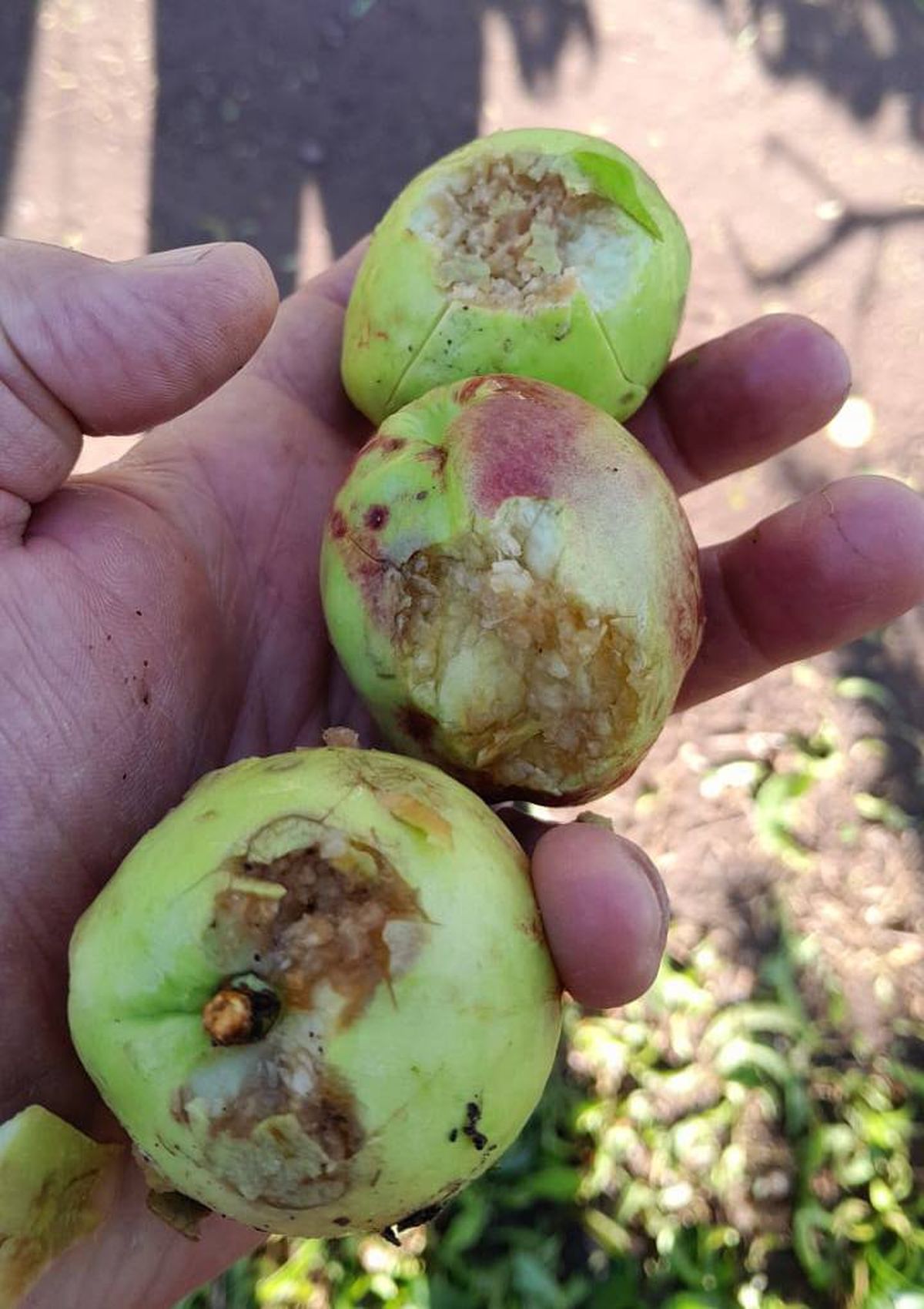 Los daños producidos por el granizo en la producción del Este. Los daños producidos por el granizo en la producción del Este.