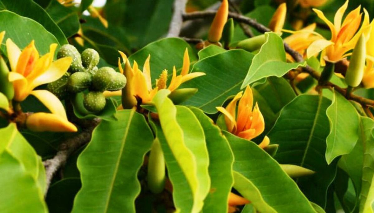 La Magnolia champaca necesita una muy buena exposición solar. La Magnolia champaca necesita una muy buena exposición solar.