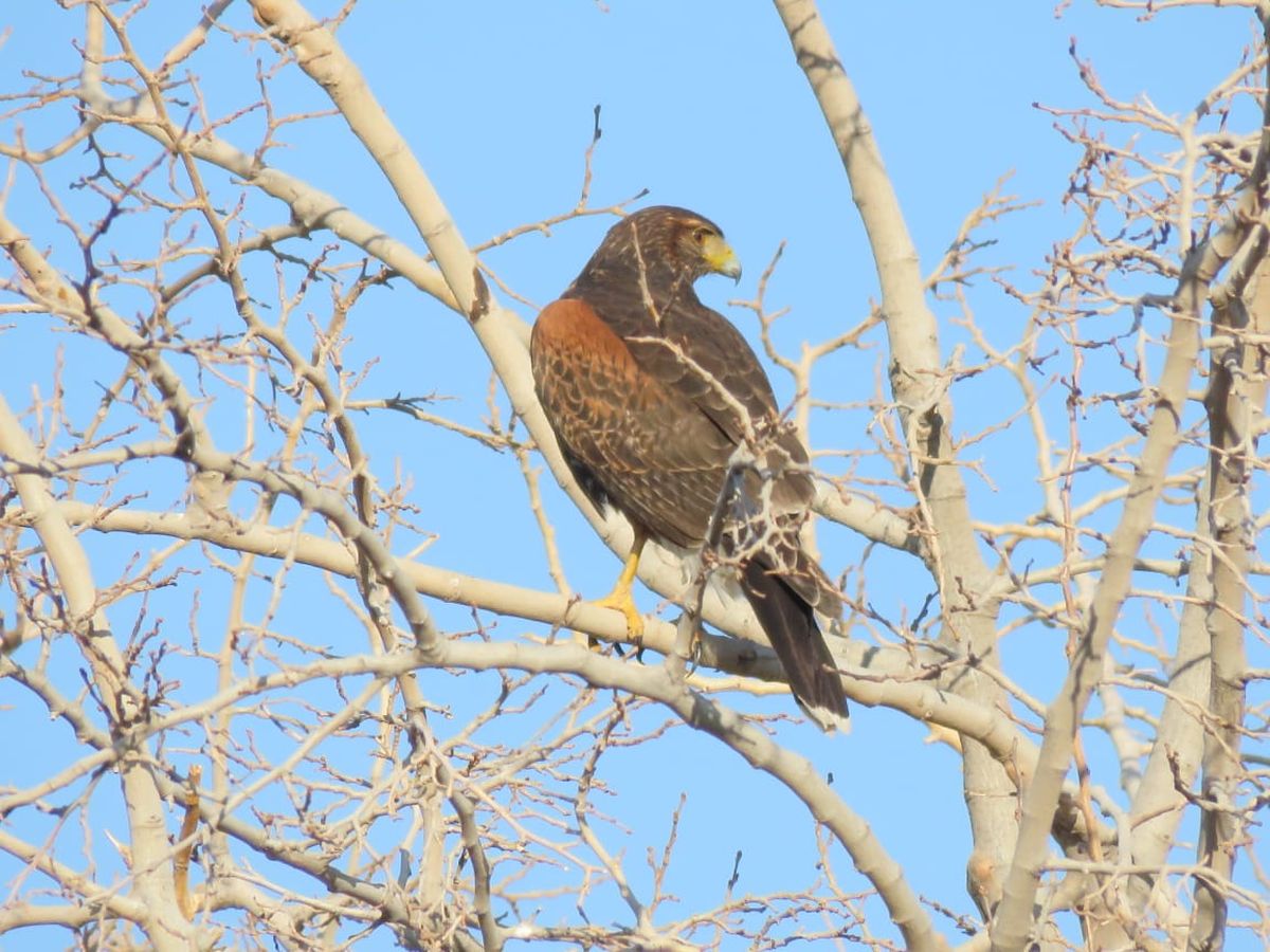 Expertos y autoridades piden no estigmatizar al gavilán mixto ya que no es una amenaza para la población. Expertos y autoridades piden no estigmatizar al gavilán mixto ya que no es una amenaza para la población.