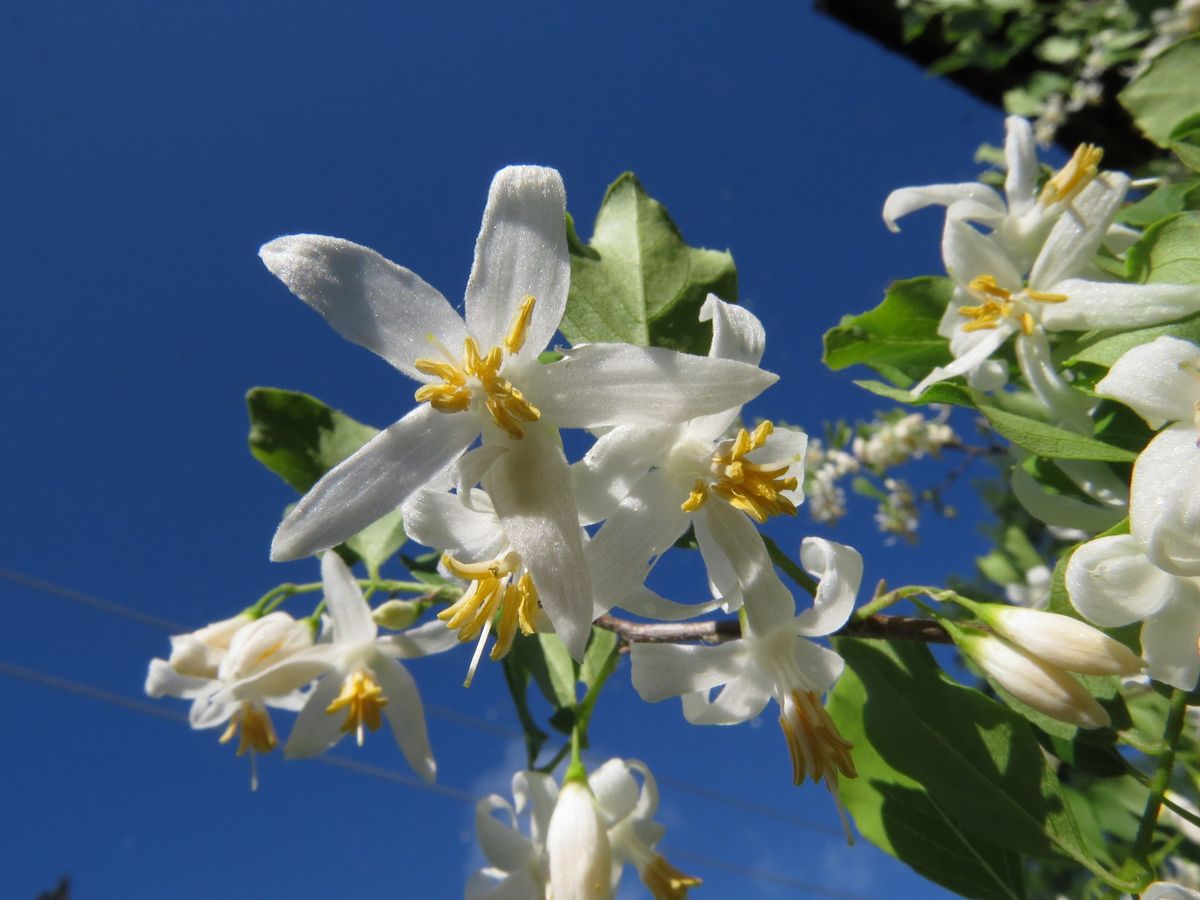 El árbol perfumado que da un ingrediente milenario para el cuidado de la piel