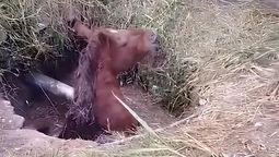 El video de los bomberos héroes: un caballo se cayó a un pozo y los bomberos lo salvaron.