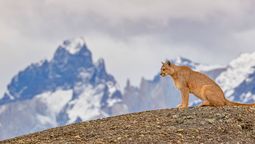 El único Parque Nacional de Sudamérica en el que se pueden avistar pumas en libertad El único Parque Nacional de Sudamérica en el que se pueden avistar pumas en libertad