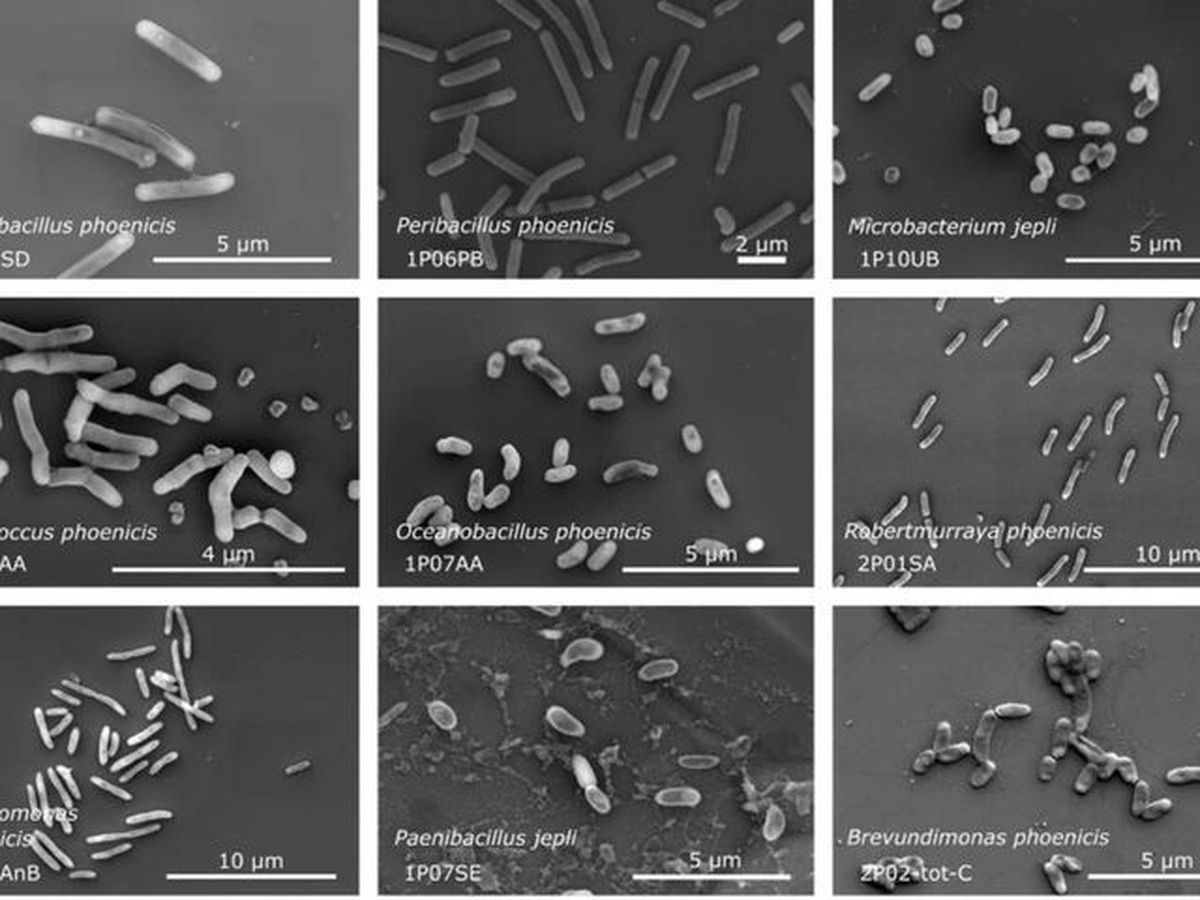 La NASA descubre microbios desconocidos en un robot enviado al espacio hace años La NASA descubre microbios desconocidos en un robot enviado al espacio hace años