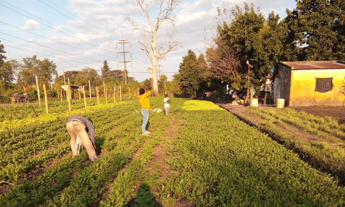La huerta está en el terreno recuperado de esta escuela abandonada. José vive ahí desde chico. Proyectos como este colaboran con la recuperación del suelo y son centrales para el medioambiente.