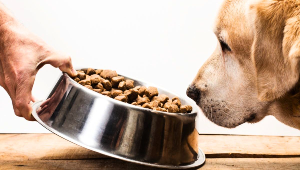 Si tu mascota vomita su alimento apenas lo consume, es evidente que tiene un problema