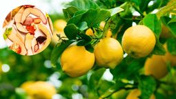 Las cáscaras de frutas pueden favorecer notablemente a tu limonero 