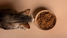 ¿Por qué los gatos no comen si su plato no está lleno?