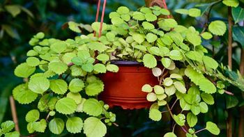 Si tenés una planta del dólar o del dinero en tu casa, te contamos qué significa y qué beneficios trae a tu hogar Si tenés una planta del dólar o del dinero en tu casa, te contamos qué significa y qué beneficios trae a tu hogar
