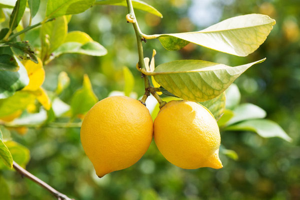 Los limones del limonero pueden ser utilizados con otra finalidad además de tener limones Los limones del limonero pueden ser utilizados con otra finalidad además de tener limones