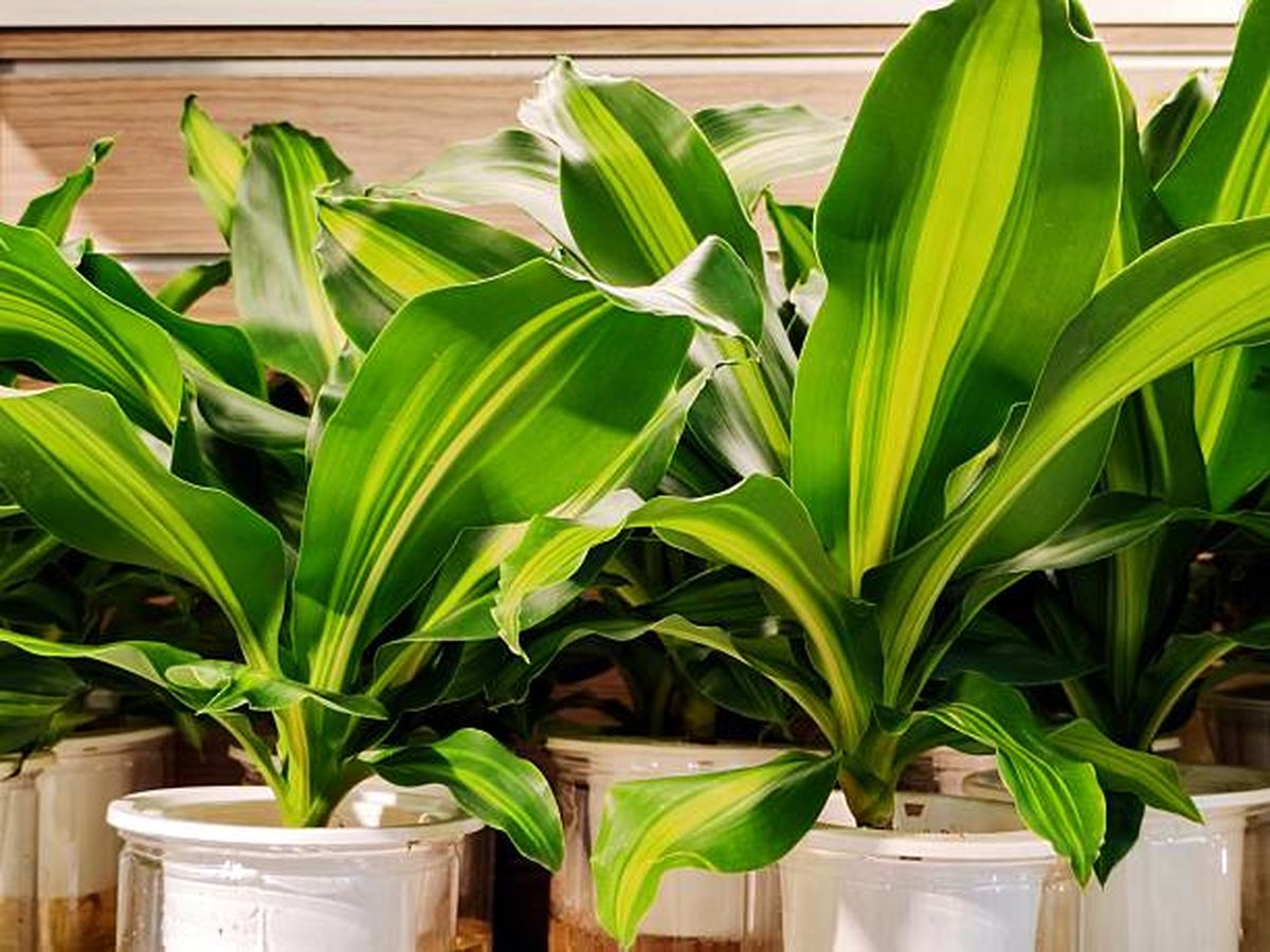 Esta planta llega para destronar a la lengua de suegra y demanda muy pocos cuidados de jardinería. Esta planta llega para destronar a la lengua de suegra y demanda muy pocos cuidados de jardinería.