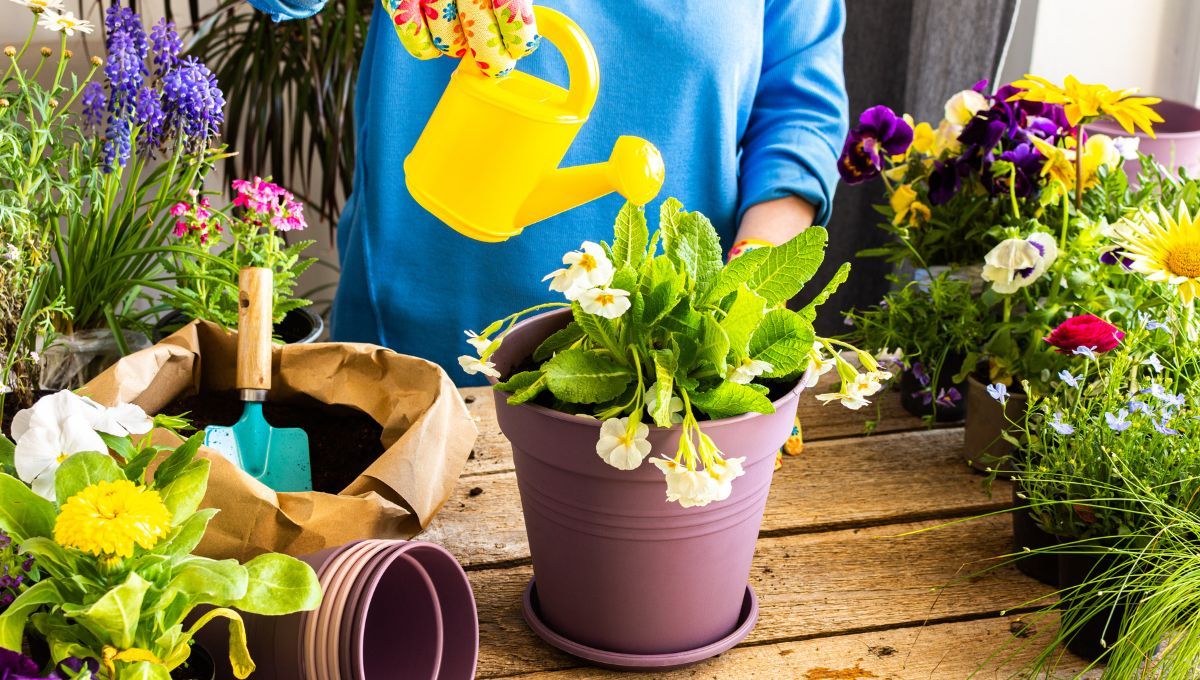 Las plantas que puedes tener en tu jardín durante todo el año y soporta el invierno a la perfección