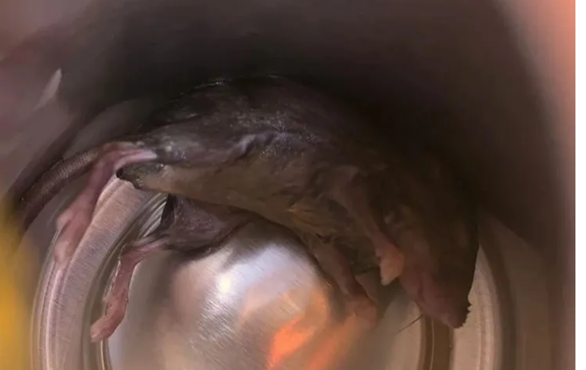 ¿Qué era? Compró una cerveza y encontró algo asqueroso al fondo de la latita.