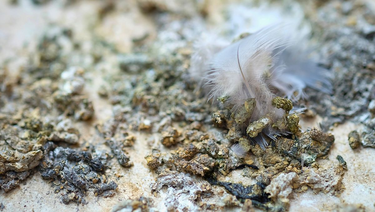 El alimento, el descanso y la ubicación de los árboles son muy llamativos para las palomas. El alimento, el descanso y la ubicación de los árboles son muy llamativos para las palomas.