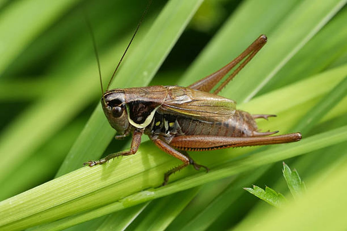 Significado de escuchar grillos en tu jard&iacute;n.