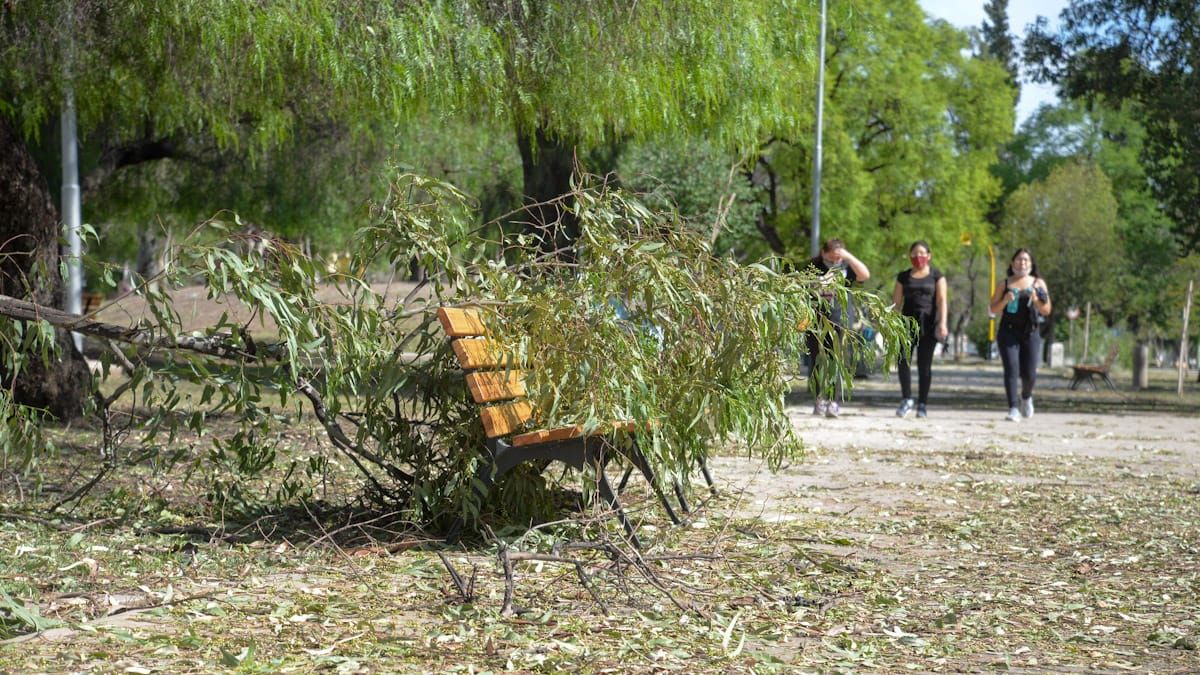 Defensa Civil trabajó relevó la caída de 23 árboles, además de ramas y postes en toda la provincia. Imagen ilustrativa