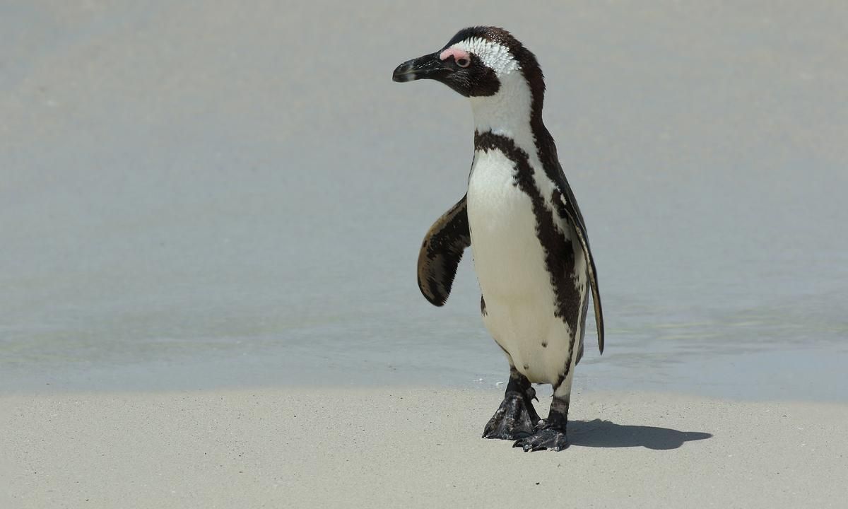 Cómo la desaparición de un pez empuja a la extinción a los pingüinos africanos