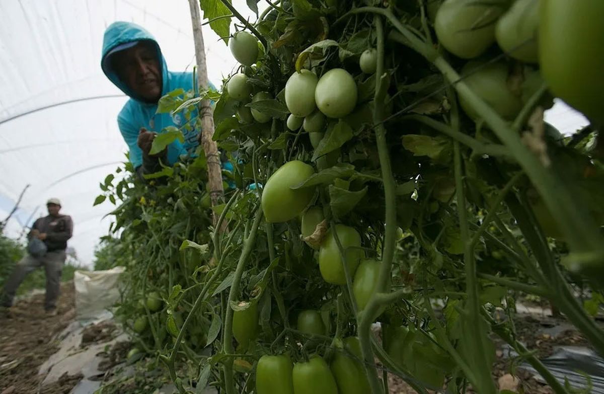 Campesinos dando mantenimiento a las plantas de Tomate en un campo del municipio de Tarimbaro, en el estado de Michoacán en México. (Archivo). Crédito: EFE/Luis Enrique Granados. Campesinos dando mantenimiento a las plantas de Tomate en un campo del municipio de Tarimbaro, en el estado de Michoacán en México. (Archivo). Crédito: EFE/Luis Enrique Granados.