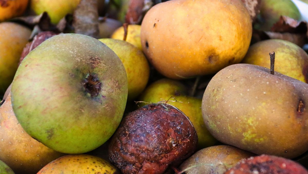 Las frutas y verduras, tienen paredes celulares gruesas que mantienen la comida en un estado comestible durante varios días, pero con el tiempo, esas paredes celulares comienzan a romperse Las frutas y verduras, tienen paredes celulares gruesas que mantienen la comida en un estado comestible durante varios días, pero con el tiempo, esas paredes celulares comienzan a romperse