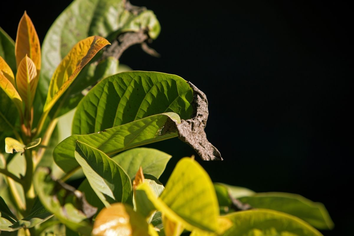 La mezcla de jabón y agua eliminará las plagas del árbol de palta. La mezcla de jabón y agua eliminará las plagas del árbol de palta. 