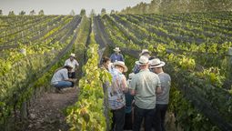 Muchos productores vitivinícolas se ven obligados a utilizar agua de pozo para riego y por ende a consumir más energía. El aumento de tarifas es un tema preocupante.