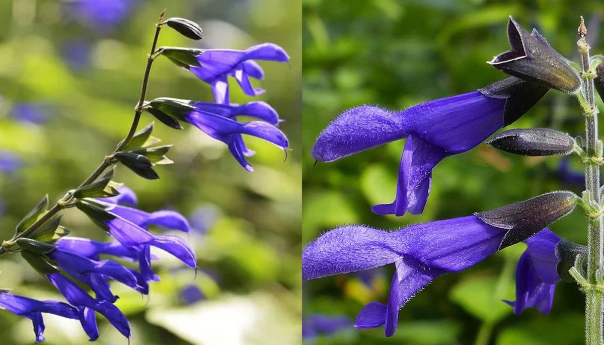 Las flores tubulares de esta planta son las favoritas de los colibríes. Las flores tubulares de esta planta son las favoritas de los colibríes.