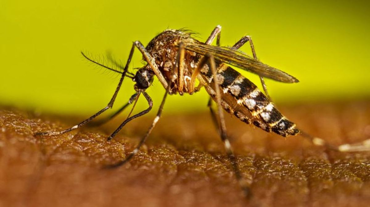 No son lo mismo dengue que chikungunya.&nbsp;