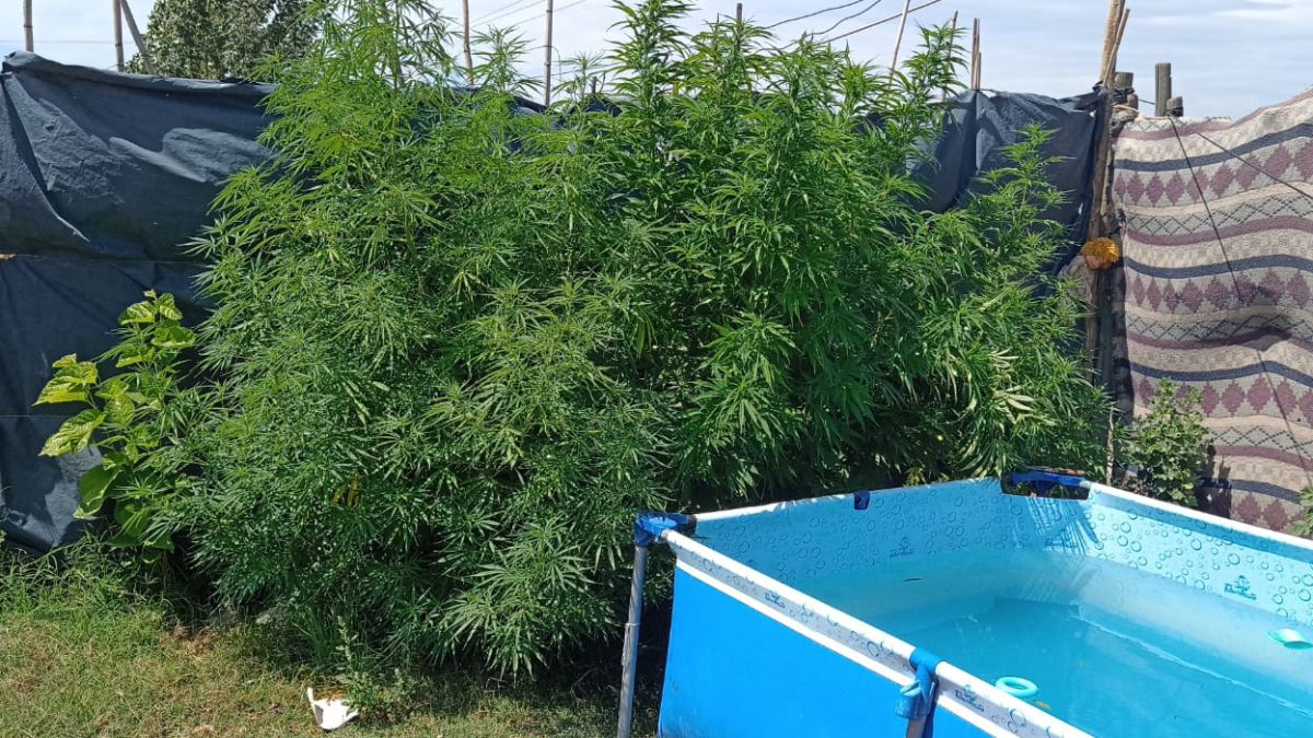 Al acudir a una vivienda de Tupungato, el personal policial descubrió cuatro plantas de cannabis y que el dueño de casa tenía pedido de captura. La droga secuestrada quedó en la sede judicial, al igual que el dueño de casa, que era buscado por la justicia desde octubre pasado.