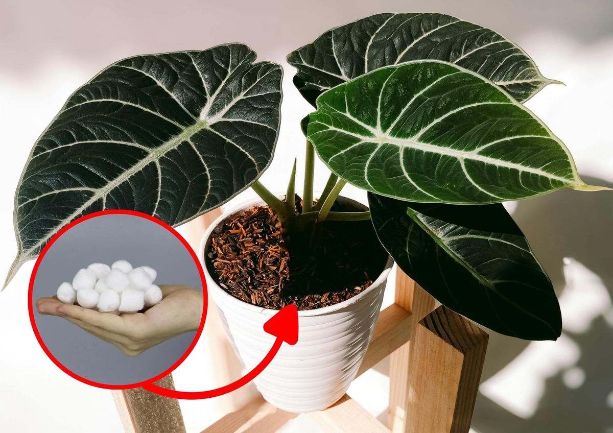 Un truco para proteger a tus plantas de las plagas