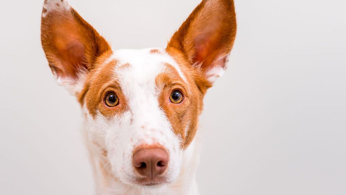 Respira hondo antes de conocer por qué tu perro te mira fijamente