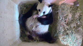 ¡Sorpresa! Una panda dio a luz mellizos en un zoo de Viena