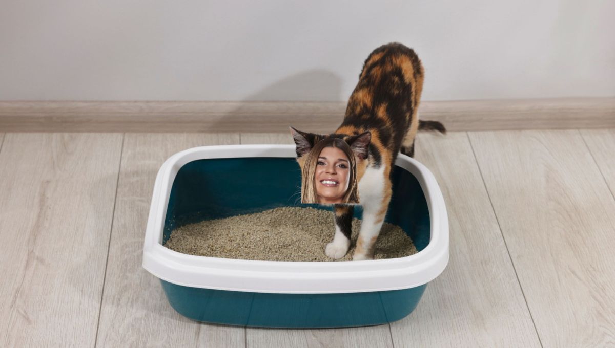 Si los gatos aprenden de pequeños, van a depositar su orina y heces en la caja de arena. Si los gatos aprenden de pequeños, van a depositar su orina y heces en la caja de arena.