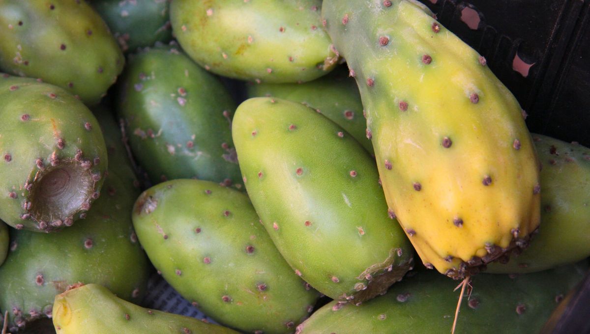 Esta fruta es originaria del continente americano cuyas espinas corresponden a hojas modificadas. Esta fruta es originaria del continente americano cuyas espinas corresponden a hojas modificadas.