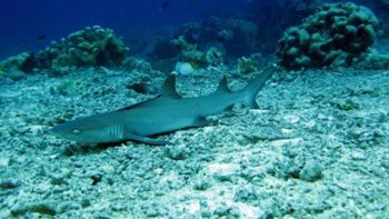 De pescadores a científicos y guardianes de tiburones: la comunidad ancestral que cambió la caza por ciencia y turismo
