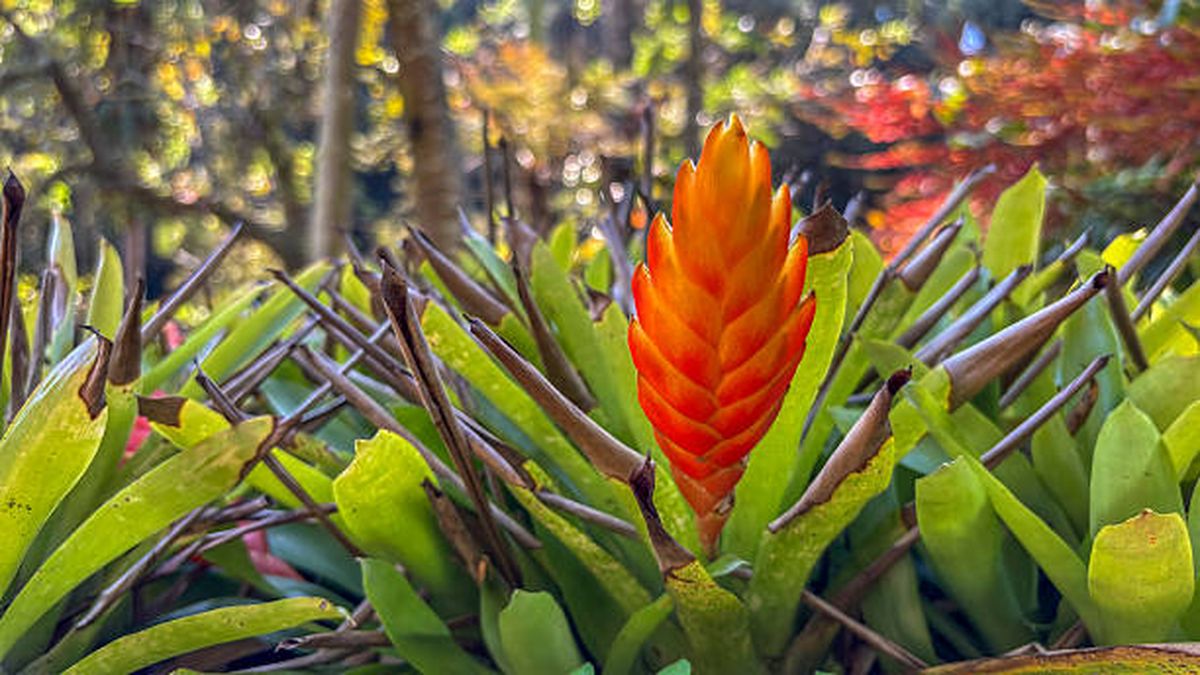 Bromelia, una de las plantas que atrae mosquitos. Bromelia, una de las plantas que atrae mosquitos.