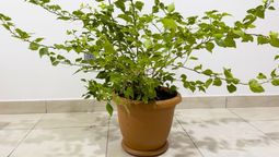 Si tu planta de buganvilla no florece, tienes que poner mejor atención a sus cuidados.