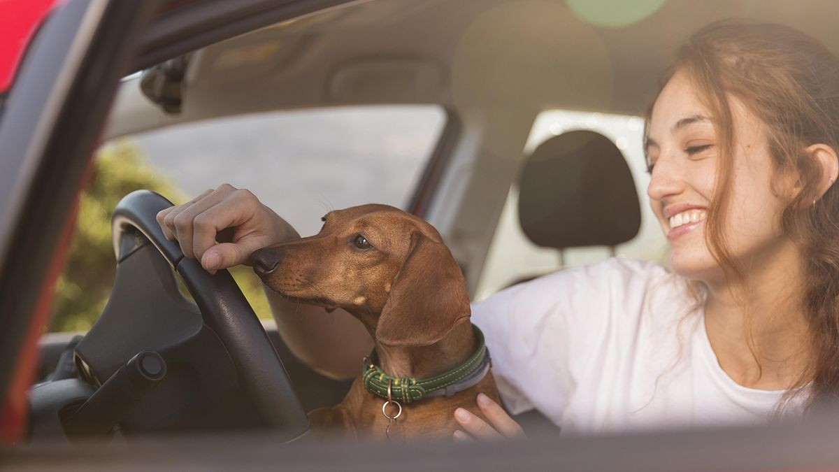 Las 5 razones por las que los perros adoran pasear en coche