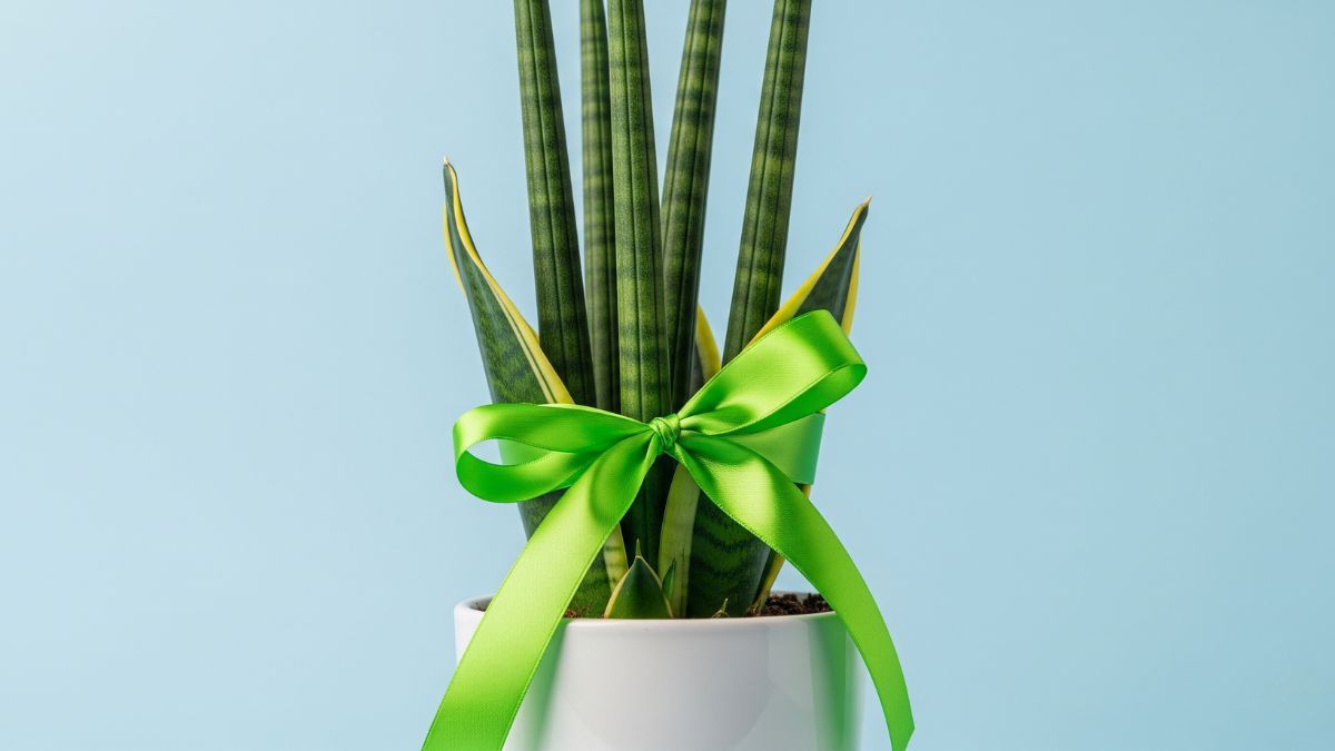 El Feng Shui recomienda colocar una cinta verde en las hojas de la lengua de suegra. El Feng Shui recomienda colocar una cinta verde en las hojas de la lengua de suegra.