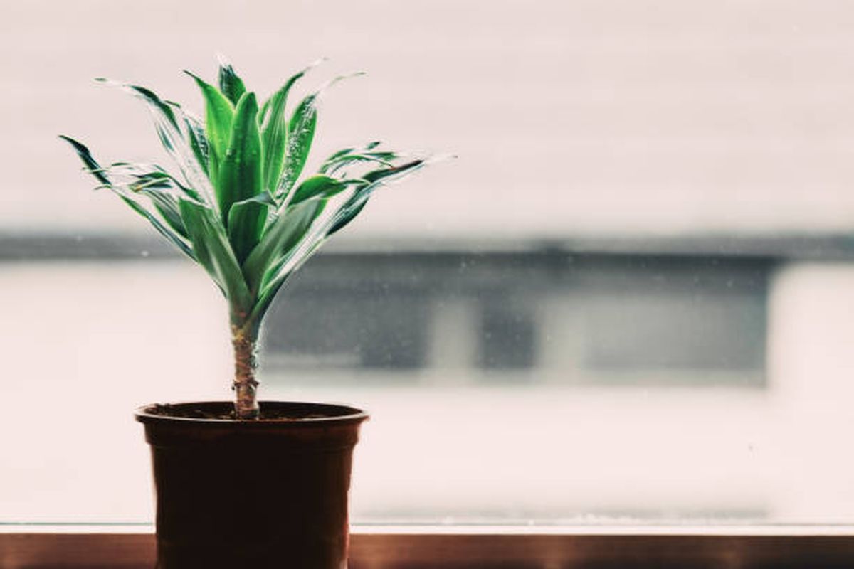 Una de las claves del cuidado de plantas en invierno pasará por no colocarlas cerca de estufas o fuentes de calor. Una de las claves del cuidado de plantas en invierno pasará por no colocarlas cerca de estufas o fuentes de calor.