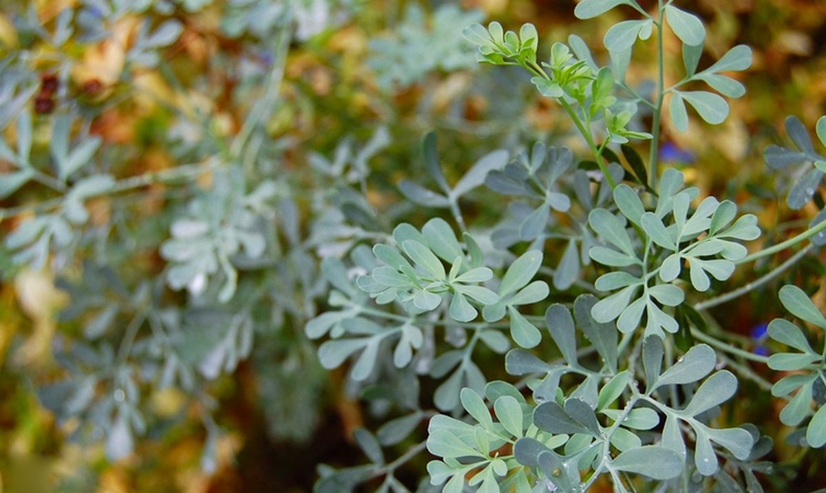 Qué significa tocar la ruda del jardín antes de salir de casa